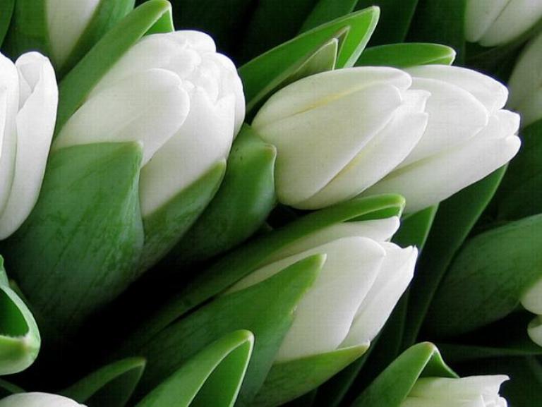 bouquet-sposa-tulipani-wedding-pinella passaro